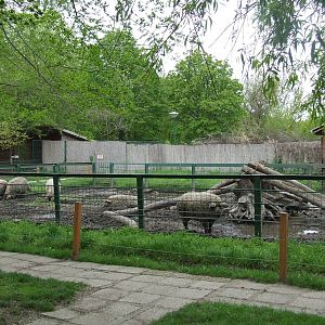 Mangalitsa enclosure