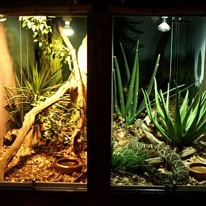 Tropikariet - Dinosaur Dig (terraria)