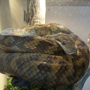 Darling Downs Zoo 15 May 2010-Scrub Python