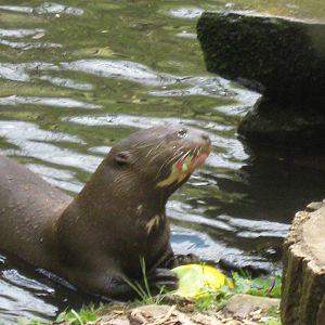 Giant Otter with Melon 15.5.10