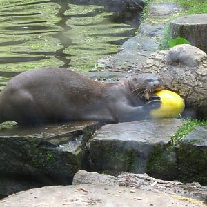 Giant Otter with lunch 15.5.10