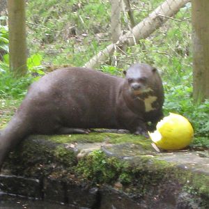 Manoki and his melon 15.5.10