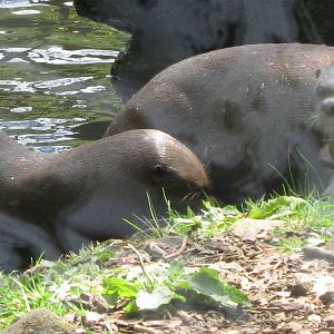 Giant Otter's together 15.5.10