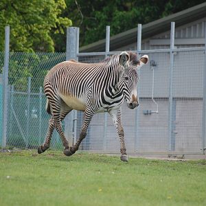 Grévy's Zebra