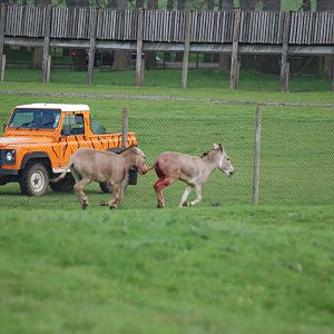 Over-exciting Somali Wild Ass