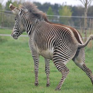 Grévy's Zebra