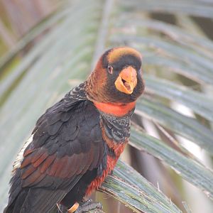 Dusky Lory