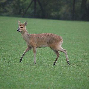 Chinese Water Deer