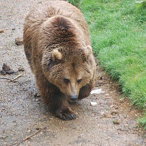 Brown Bear