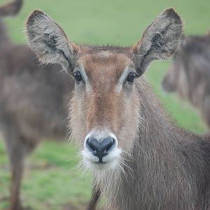 WaterBuck