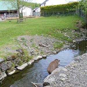 Brazilian tapir enclosure at Trotters World of Animals, 15 May 2010