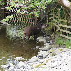 Brazilian tapir at Trotters World of Animals, 15 May 2010