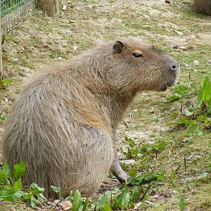 Capybara at Trotters World of Animals, 15 May 2010