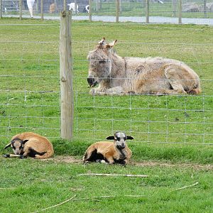 Cameroon sheep and donkey at Trotters World of Animals, 15 May 2010