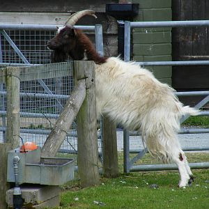 Bagot goat at Trotters World of Animals, 15 May 2010