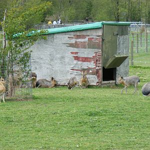 Maras at Trotters World of Animals, 15 May 2010