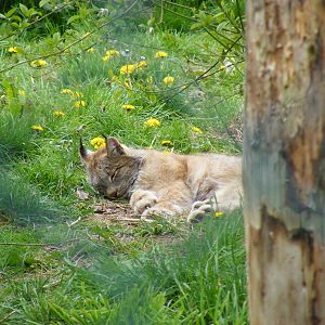 Canadian lynx at Trotters World of Animals, 15 May 2010