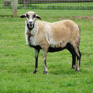 Cameroon sheep at Trotters World of Animals, 15 May 2010