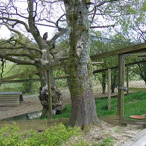 European eagle owl enclosure at Trotters World of Animals, 15 May 2010