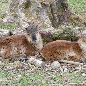 Soay sheep at Trotters World of Animals, 15 May 2010