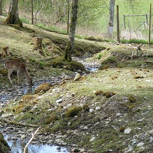 Fallow deer at Trotters World of Animals, 15 May 2010