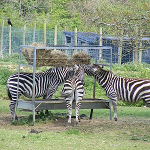 Grant's zebras at Trotters World of Animals, 15 May 2010