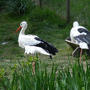 White storks at Trotters World of Animals, 15 May 2010
