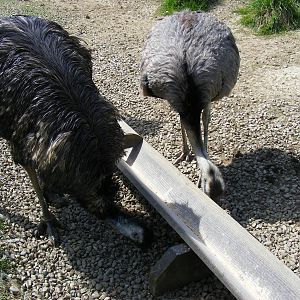 Emu and greater rhea at Trotters World of Animals, 15 May 2010