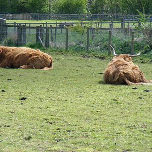 Highland cattle at Trotters World of Animals, 15 May 2010