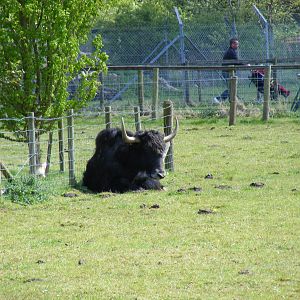 Yak at Trotters World of Animals, 15 May 2010