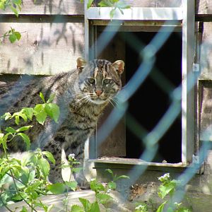 Asian fishing cat at Trotters World of Animals, 15 May 2010