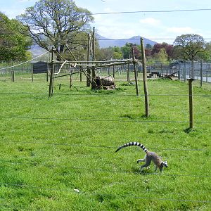 Ring-tailed lemur enclosure at Trotters World of Animals, 15 May 2010