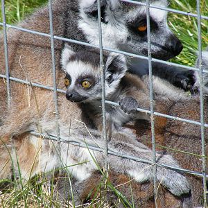 Ring-tailed lemurs baby at Trotters World of Animals, 15 May 2010