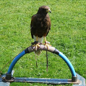 Harris hawk at Trotters World of Animals, 15 May 2010