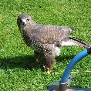 Common buzzard at Trotters World of Animals, 15 May 2010