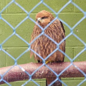 Unknown bird at Trotters World of Animals, 15 May 2010