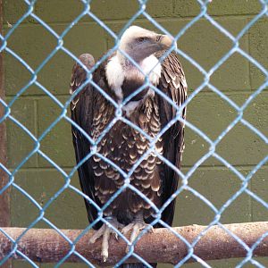 Vulture at Trotters World of Animals, 15 May 2010