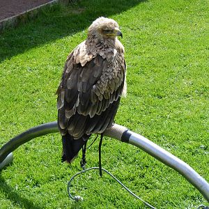 Tawny eagle at Trotters World of Animals, 15 May 2010