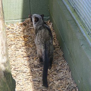 Asian (common) palm civet at Trotters World of Animals, 15 May 2010