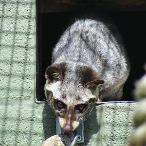 Asian (common) palm civet at Trotters World of Animals, 15 May 2010