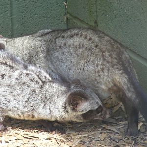 Asian (common) palm civets at Trotters World of Animals, 15 May 2010