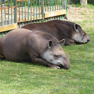 Brazilian tapirs at Trotters World of Animals, 15 May 2010