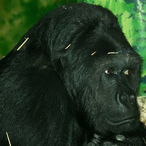 Eastern lowland gorilla; Antwerp Zoo; 12th May 2010