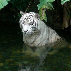 White Tiger