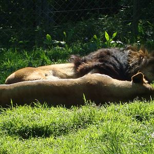 African Lions resting