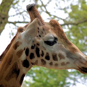 MALE ROTHCHILDS FROM SOUTH LAKES