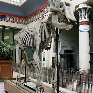 Interior of 'Egyptian Temple' style Elephant House; Antwerp Zoo; 12th May 2
