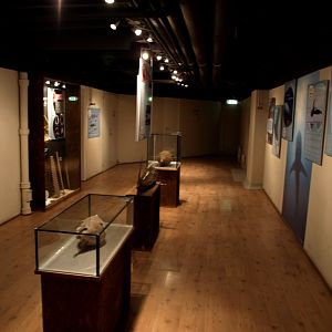 Tropikariet - Shark and coral exhibition