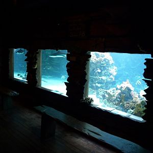 Tropikariet - Shark Reef