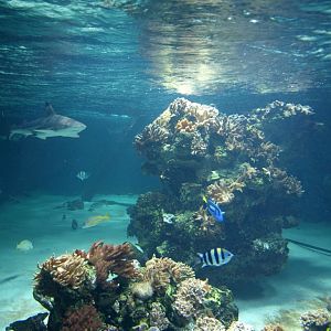 Tropikariet - Shark Reef